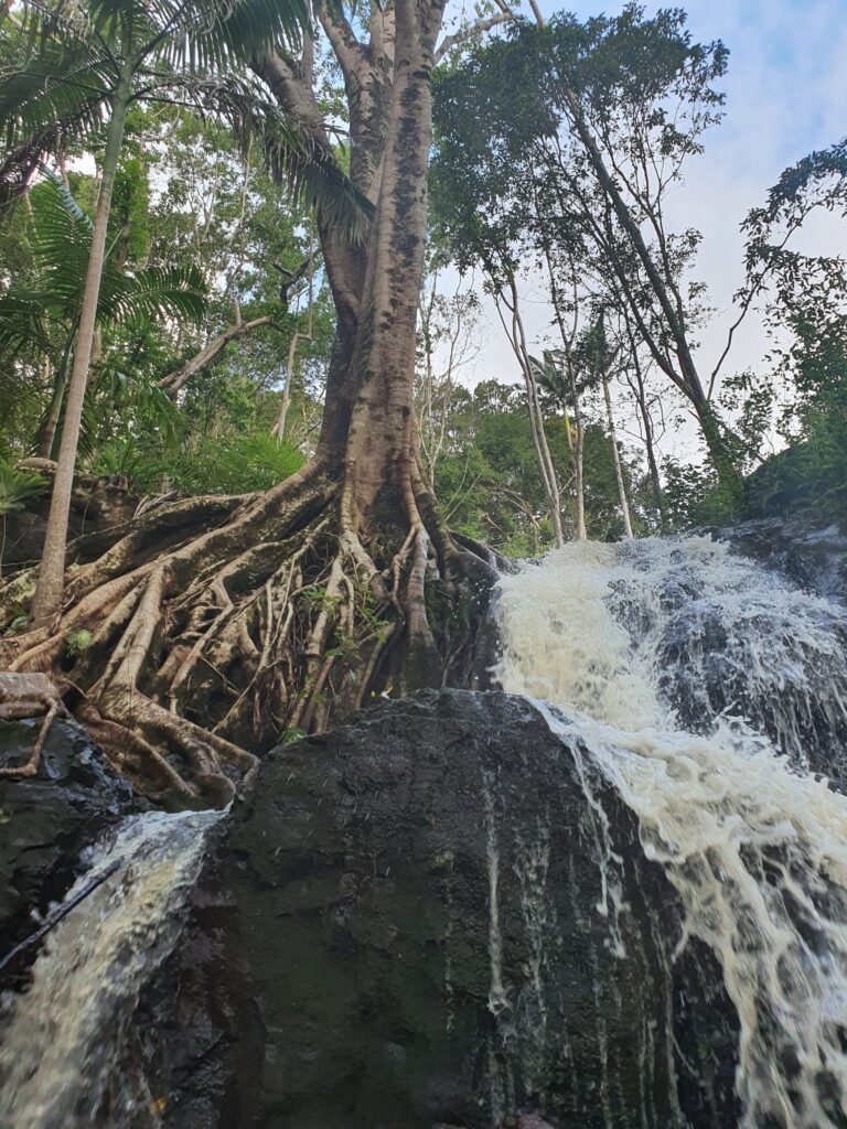 Rainforest Waterfalls Walk Gold Coast Hinterland Couples Retreat