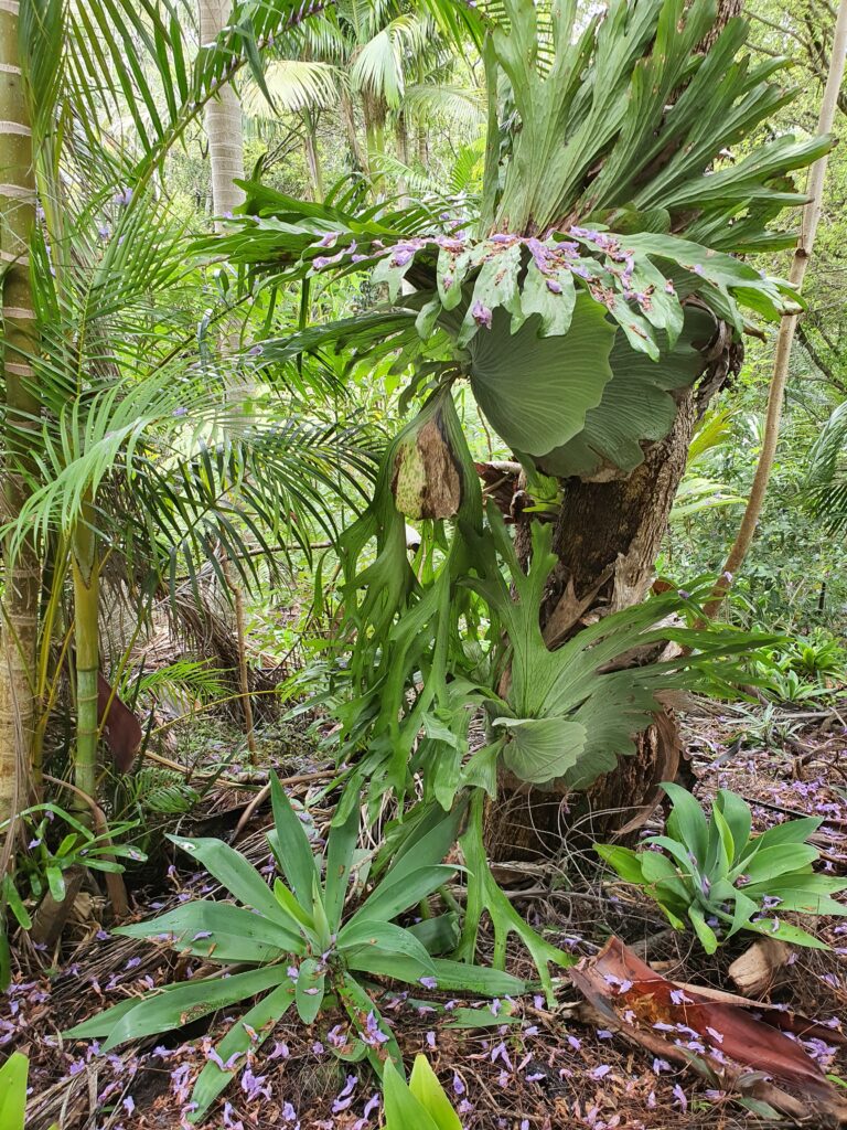 Sub-tropical Rainforest Setting Gold Coast Hinterland Couples Retreat